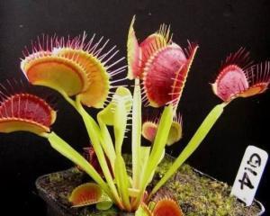 猪笼草vs捕蝇草,猪笼草捕蝇草盲盒