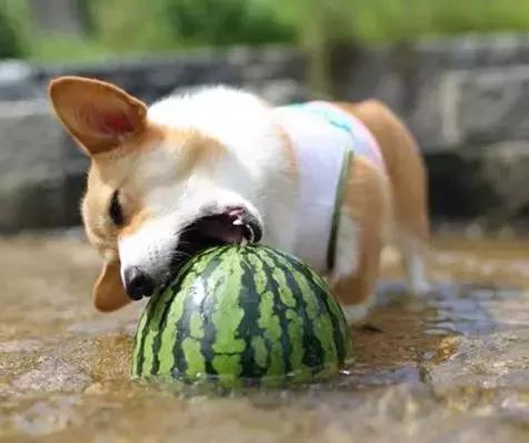 夏天别带狗狗去这些地方有危险,千万不要把宠物放车里