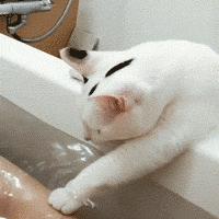 猫咪偷睡在主人床边的原因,猫咪为何喜欢偷嘴