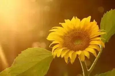 100种的鲜花花语合集,100种花的寓意和花语