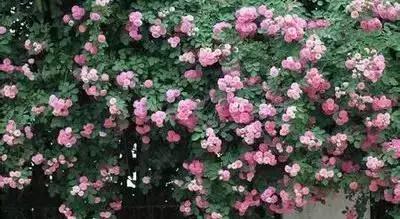 100种象征着爱情的花的花语,满天星花有几种颜色对应的花语