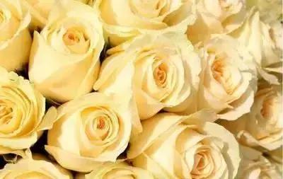 鲜花的100种花语,全部花草的花语