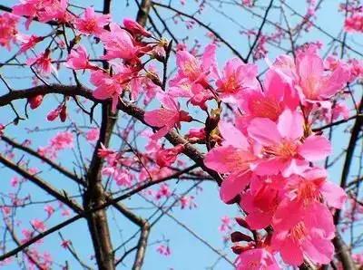 100种象征着爱情的花的花语,满天星花有几种颜色对应的花语