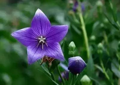 鲜花的100种花语,全部花草的花语