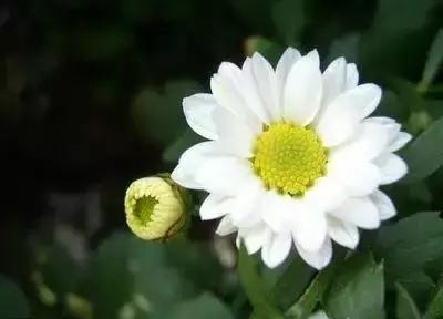 100种的鲜花花语合集,100种花的寓意和花语