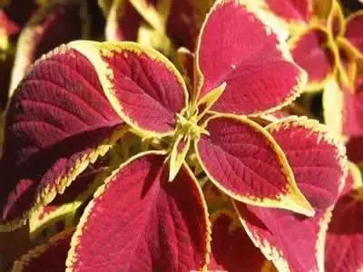 鲜花的100种花语,全部花草的花语