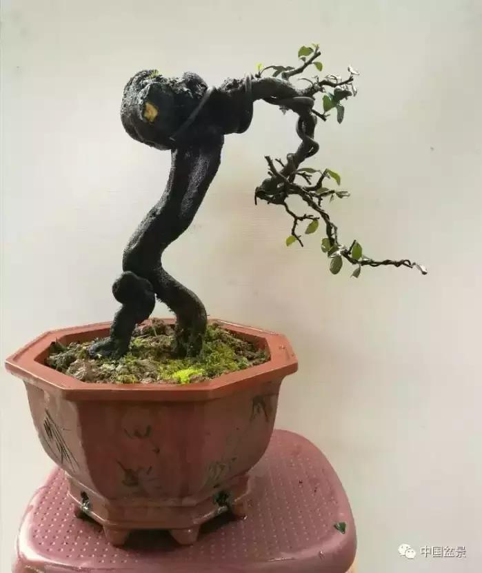 左世新金弹子盆景直播,左世新根艺金弹子