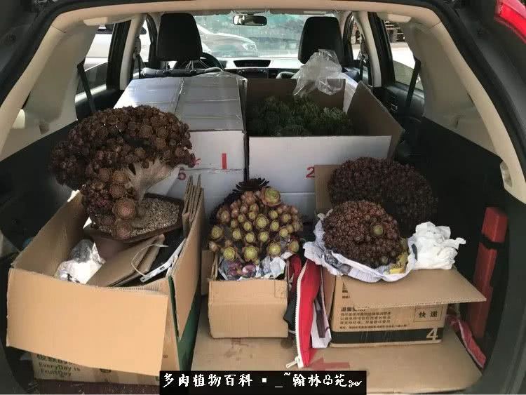 又一场法师视觉盛宴欣赏：翰林苑的昆明多肉花园！