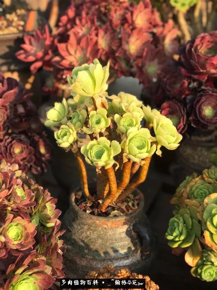 又一场法师视觉盛宴欣赏：翰林苑的昆明多肉花园！