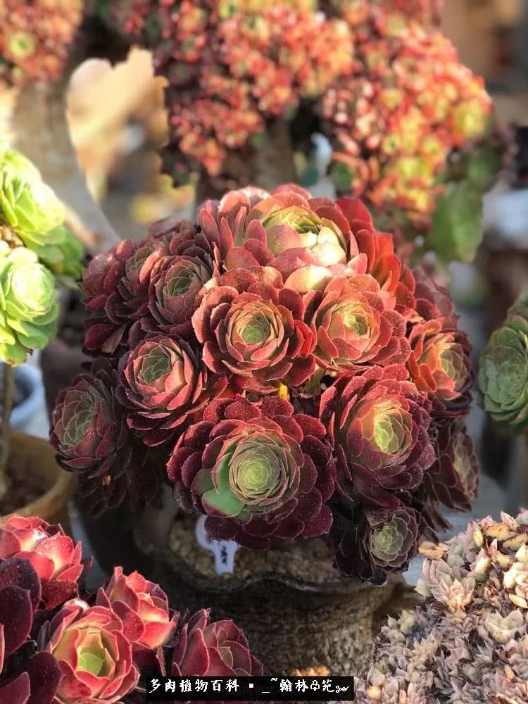 昆明精品多肉花园,昆明最好看的多肉花园