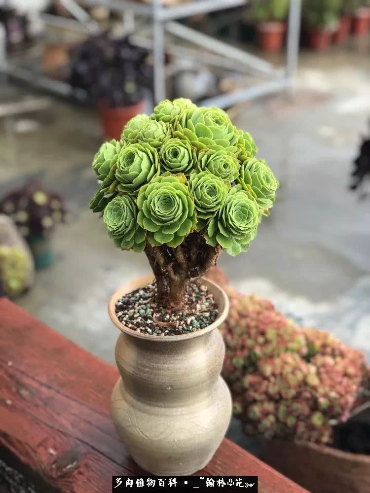 昆明精品多肉花园,昆明最好看的多肉花园