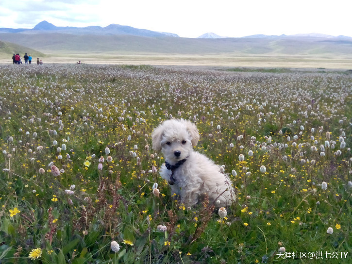 一个人、一只狗、一辆小踏板，风雨30天去*藏西**的故事（四）