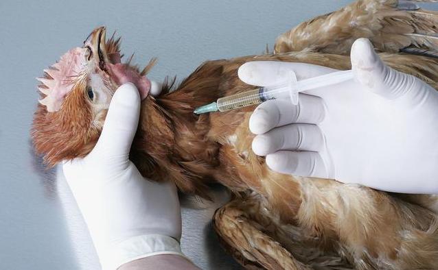 养殖鸡病来了怎么处理,鸡群应激养殖