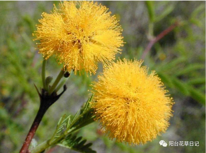 世界上最具代表5种国花,各国国花有哪些特点