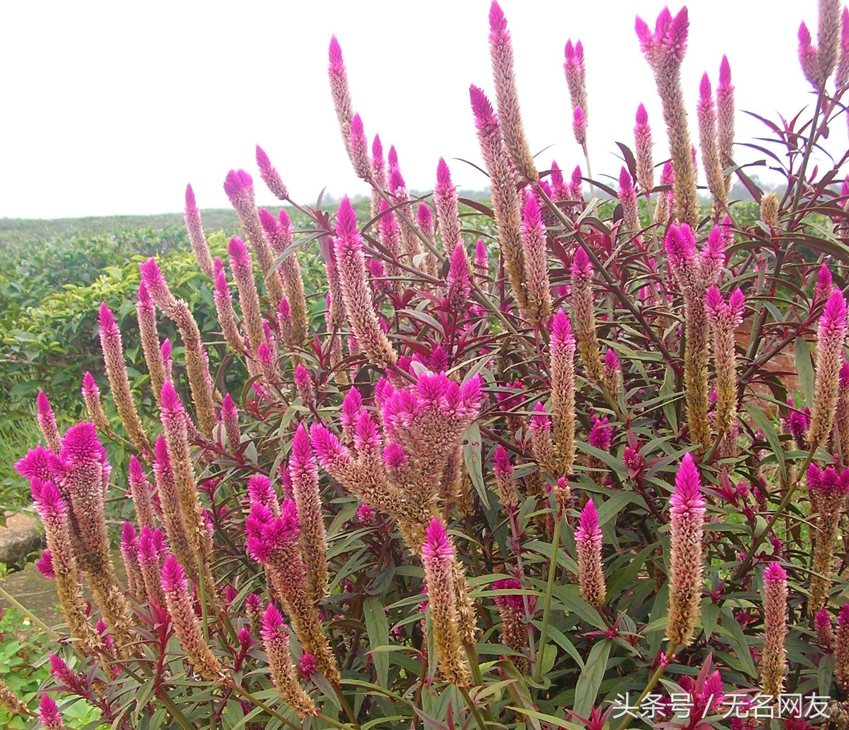 鸡毛掸子的功效,鸡毛掸子的药效