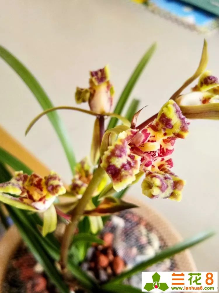 以兰为德,以兰为德最新消息