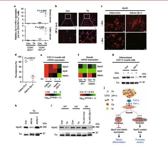 nature子刊缺氧癌症,nature子刊禁食加维生素c