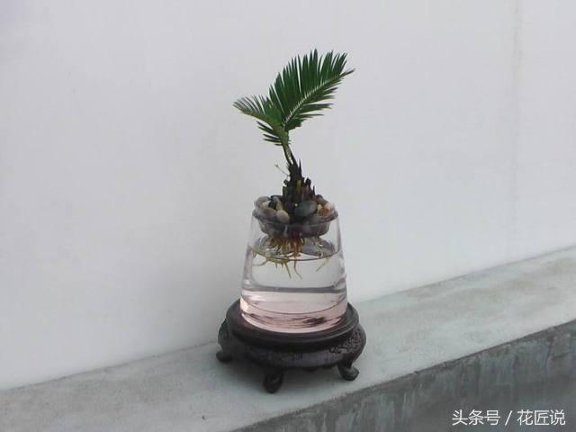 铁树怎么养及注意事项,铁树该怎么养护和浇水