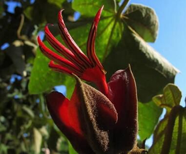 依米花是传说,还是真实存在?有图为证美到着迷!