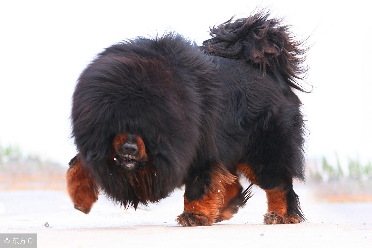 藏獒饭量,成年藏獒每天食量是多少