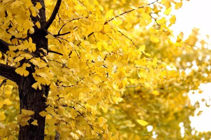 双流县十大美女,双流区漂亮美女