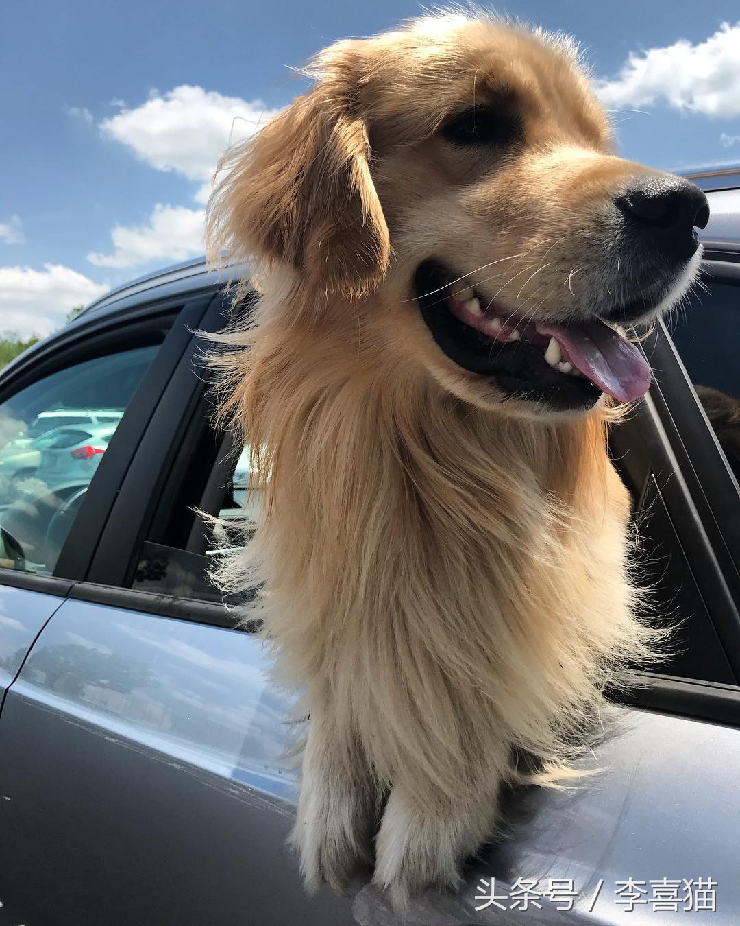 争强好胜不是错,牛头梗是狗中最厉害的一个