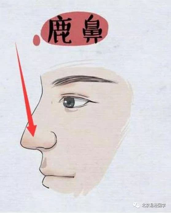 鼻子下垂的鼻相,什么样的鼻子是好鼻相