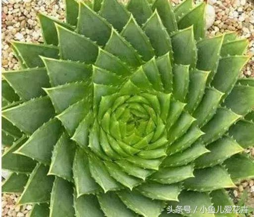 养花浇水知道这14个坑花能活20年,不适合多浇水的8种花