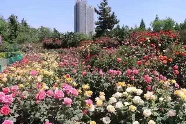 郑州适合夏天玩的旅游景点,郑州夏天旅游景点推荐