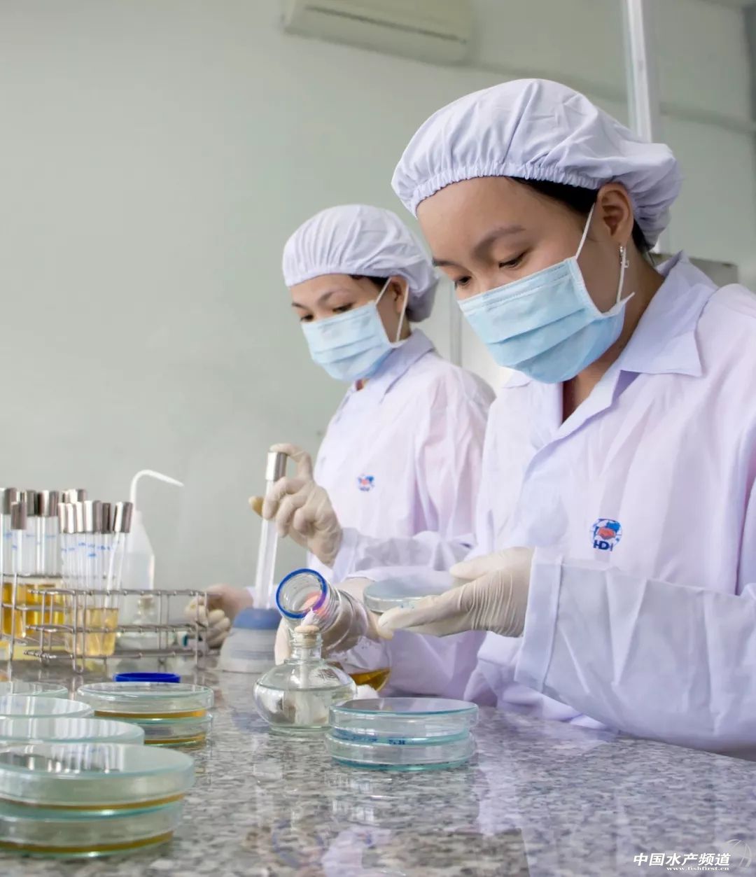 越南巴沙鱼产能,越南河内巴沙鱼工厂简介