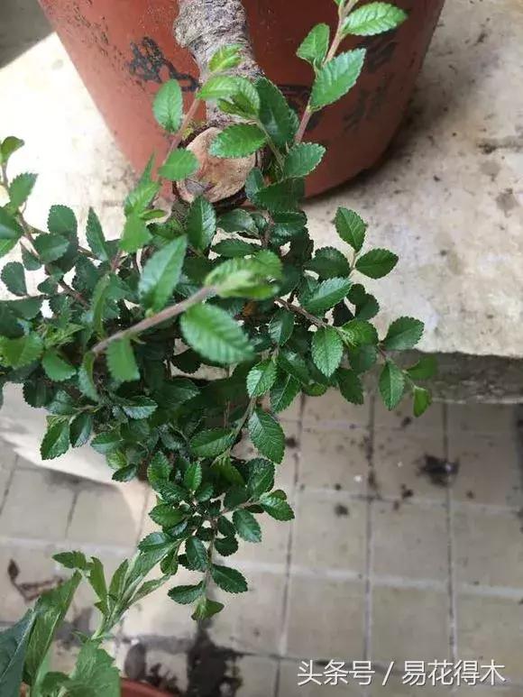 小叶榆和榉树怎样鉴别,小叶榔榆和花皮榆有什么区别