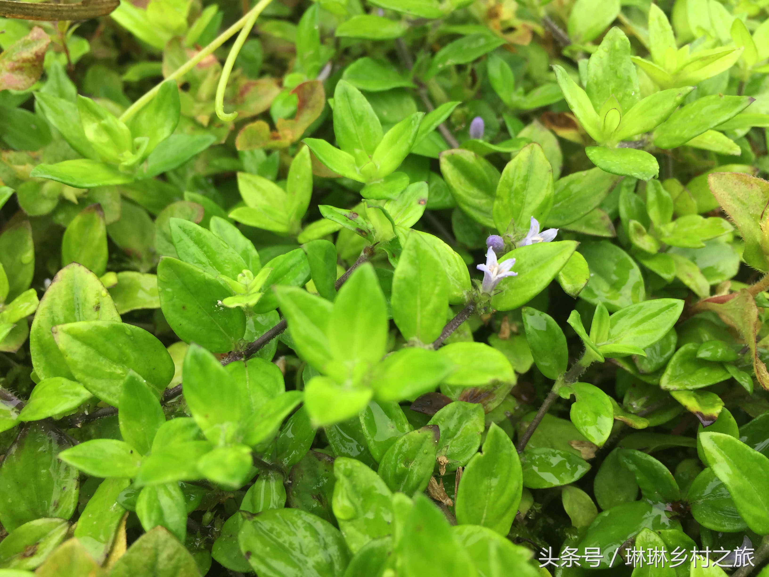 农村一种珍贵野草,农村常见的这种野草竟然这么值钱