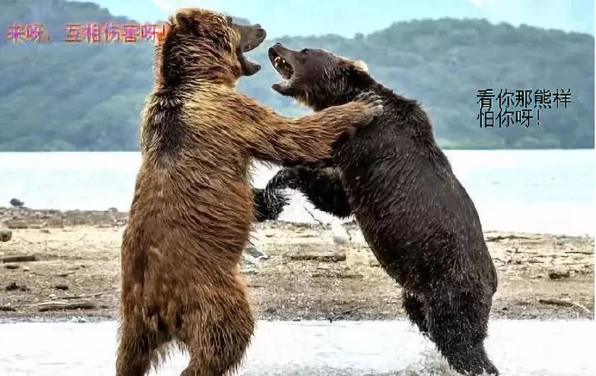 玩橄榄球对篮球有帮助吗,打篮球和橄榄球