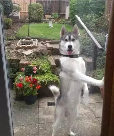 哈士奇被主人绑门口，以为是用来看门，没想到是因为二哈要上天！