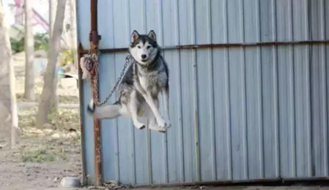 哈士奇被主人绑门口，以为是用来看门，没想到是因为二哈要上天！