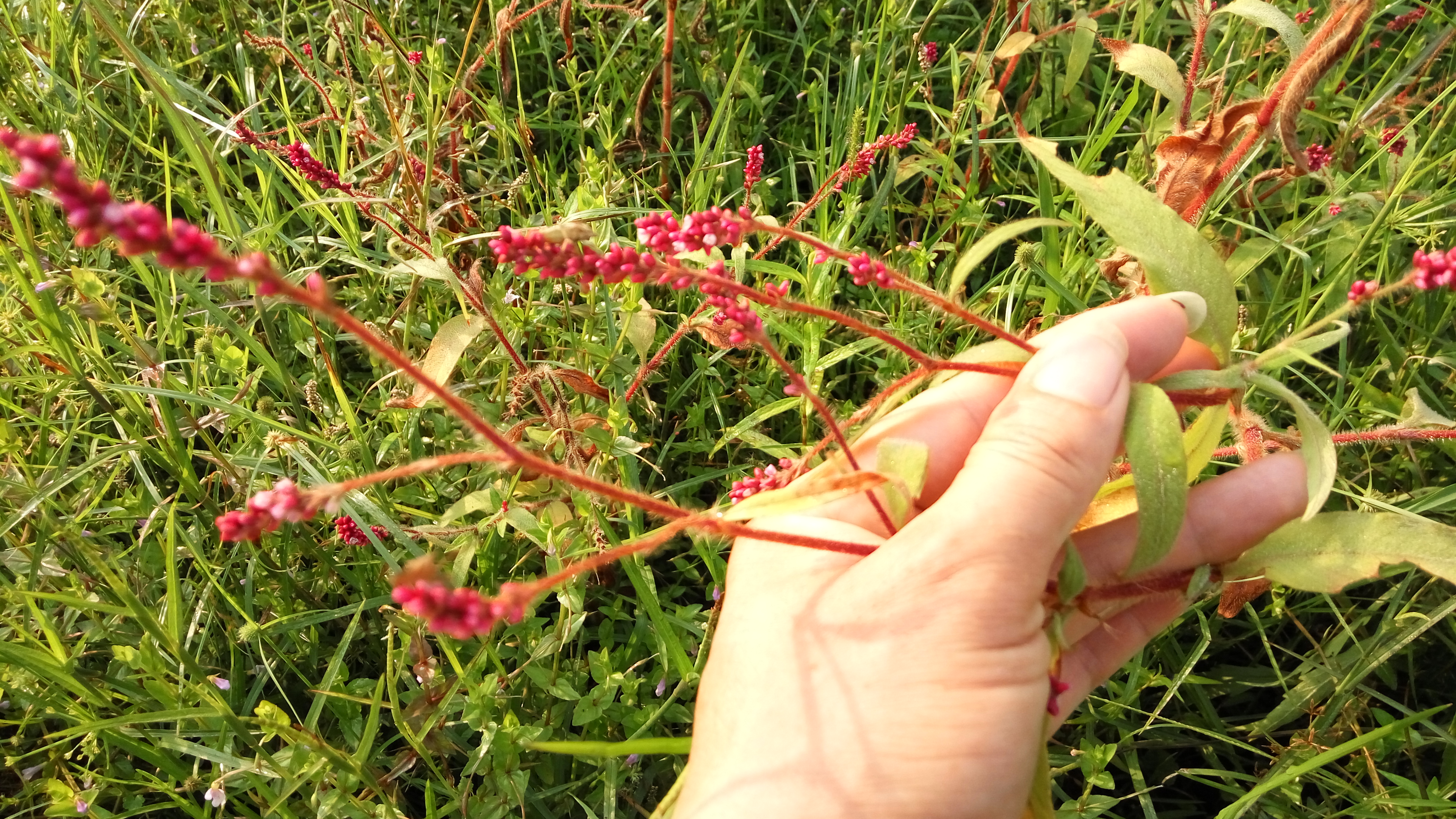 农村开红花像狗尾巴的草，把它制成酒曲卖50元一斤，你认识吗？