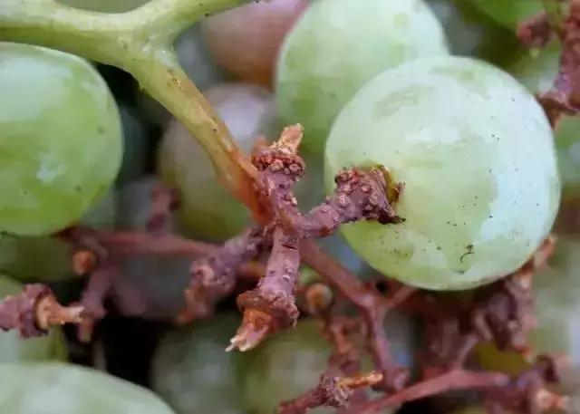 葡萄小果脱落是什么原因,葡萄软果掉果是怎么回事