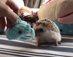 浑身都是刺也阻挡不了卖萌的脚步，活泼的吃货小刺猬了解一下