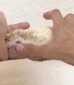 浑身都是刺也阻挡不了卖萌的脚步，活泼的吃货小刺猬了解一下