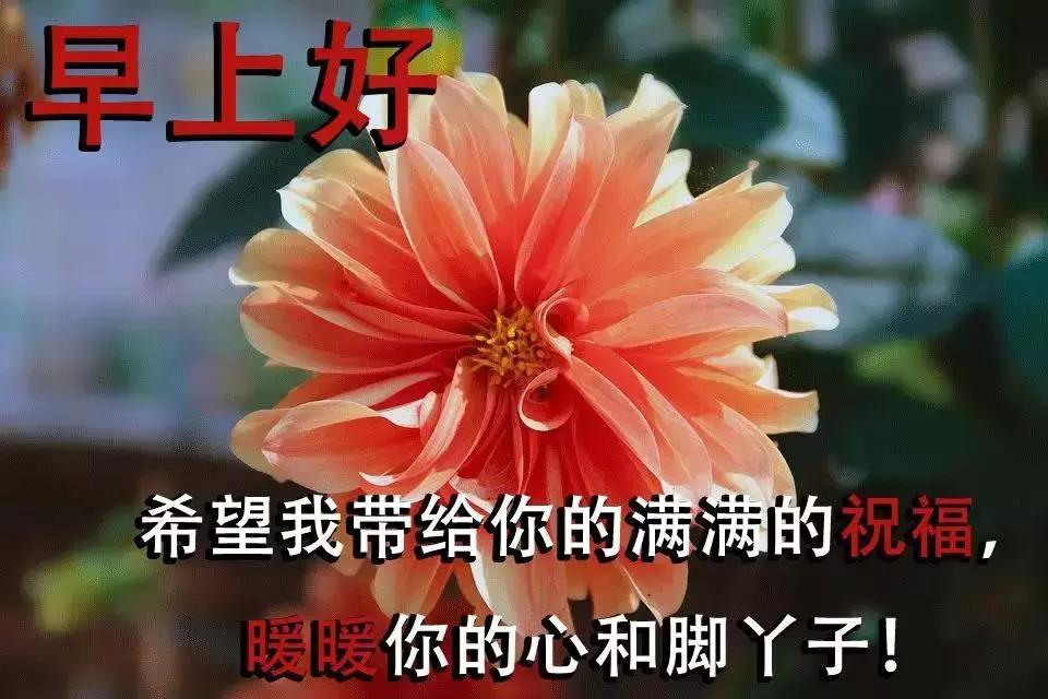 早上好最美的祝福送给你短句子,早上好的温馨祝福送给你