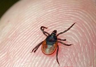 草爬子咬小孩,草爬子叮咬