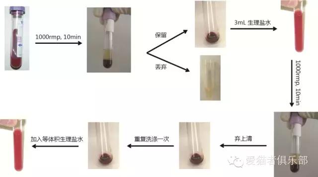 猫的血型，你又知多少？