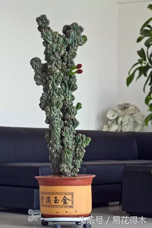 多肉植物仙人掌怎样养得粗壮,山影拳仙人山图片