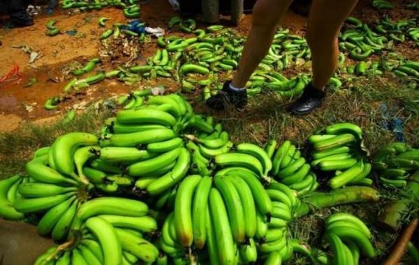 水果价格暴跌原因分析,水果价格暴涨中间商该背锅吗