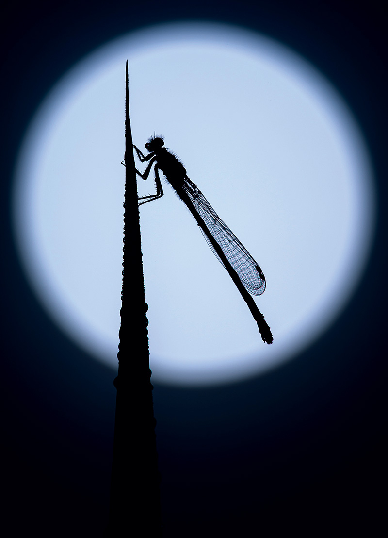 RossHoddinott：我不怕落俗套