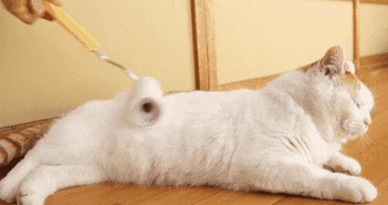 俄罗斯猫西伯利亚猫,战斗民族的猫有哪些