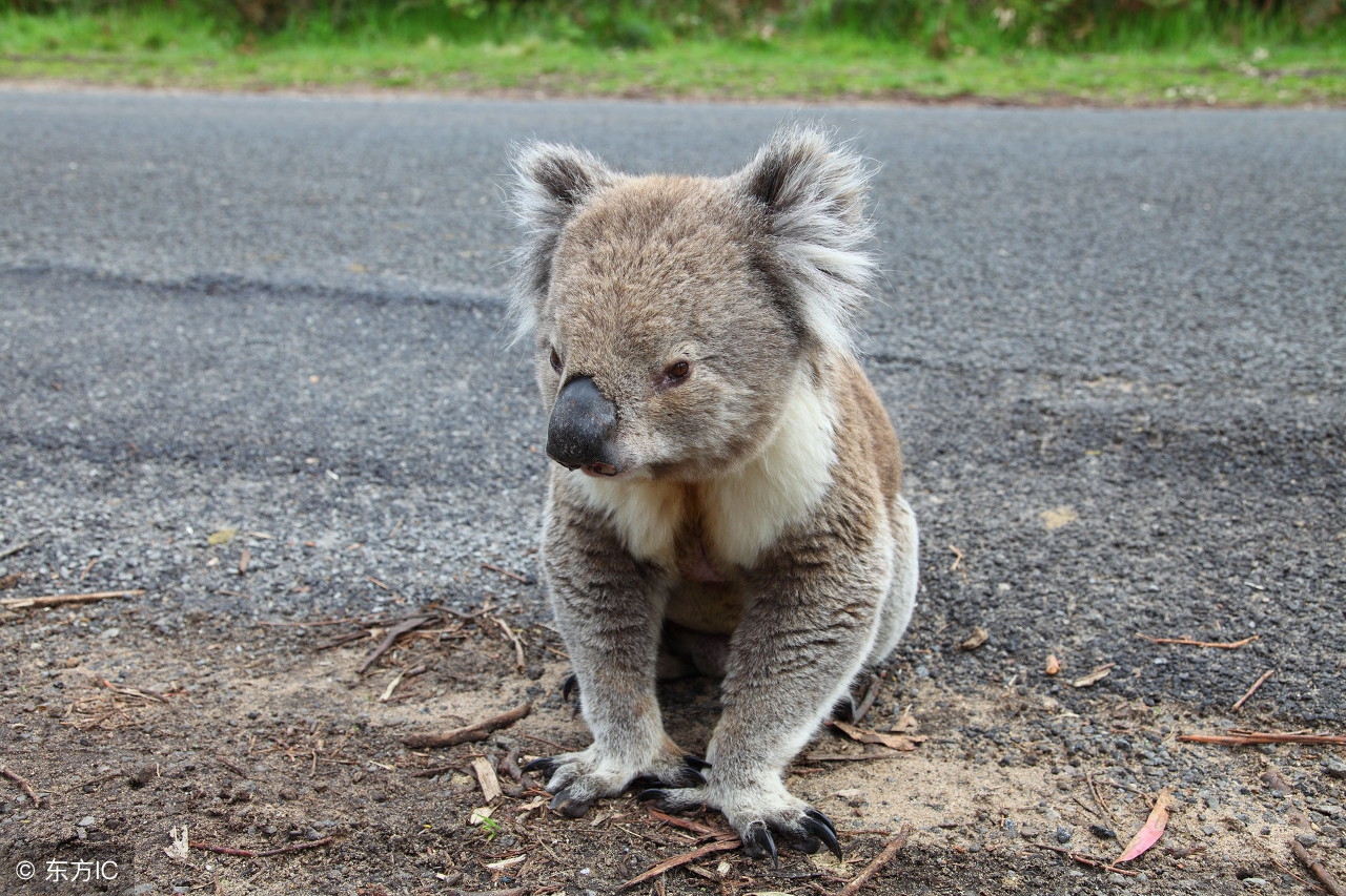 大熊猫与考拉哪个更可爱,大熊猫和考拉哪个更受欢迎