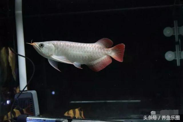 龙鱼不同时期应该做的事,龙鱼各个阶段注意什么