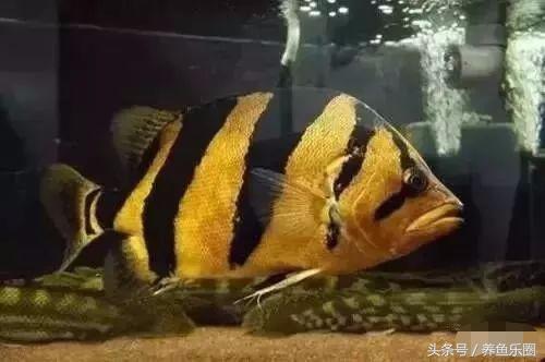 虎鱼一般都会得什么病,虎鱼常见的疾病有哪些