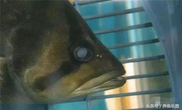 虎鱼一般都会得什么病,虎鱼常见的疾病有哪些